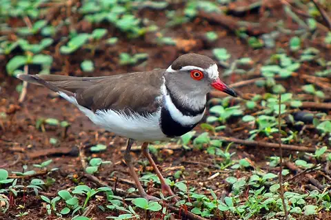Three-banded Plover