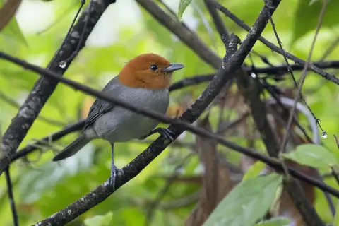 Fulvous-headed Tanager