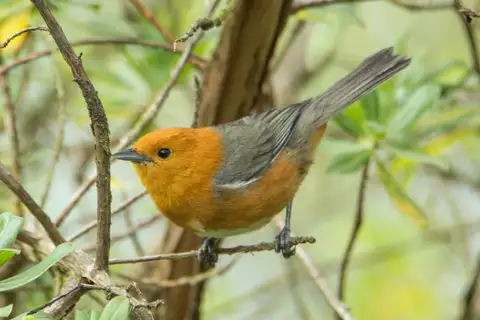 Rufous-chested Tanager