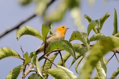 Brown-flanked Tanager