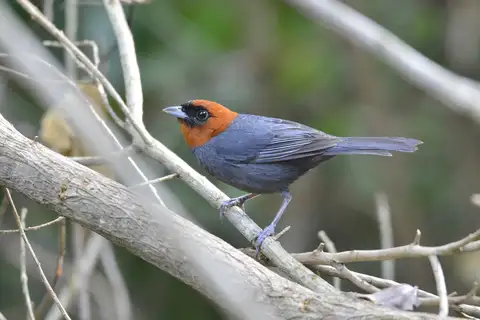 Chestnut-headed Tanager