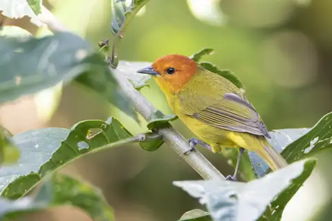 Rust-and-yellow Tanager