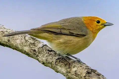 Orange-headed Tanager