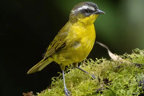 Superciliaried Hemispingus