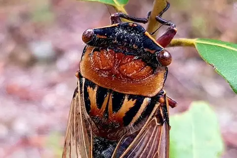 Eastern Double Drummer