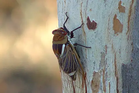 Northern Double Drummer