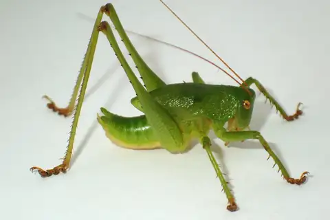 Green-kneed Seedpod Shieldback