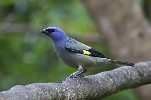 Yellow-winged Tanager