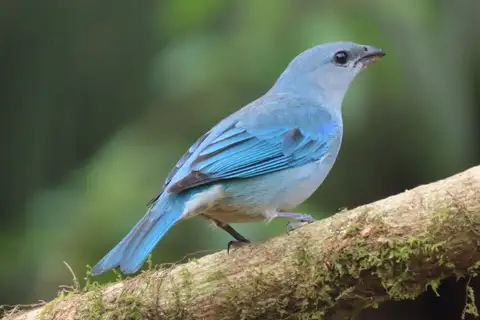 Azure-shouldered Tanager