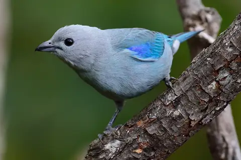 Blue-grey Tanager