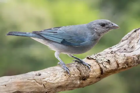 Glaucous Tanager