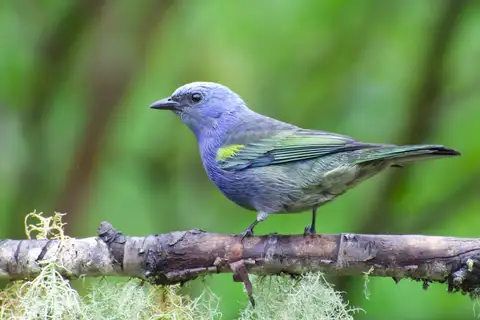 Golden-chevroned Tanager