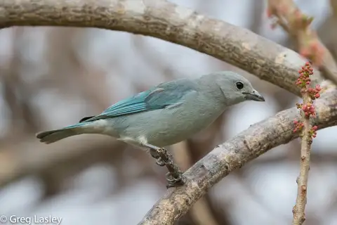 Sayaca Tanager