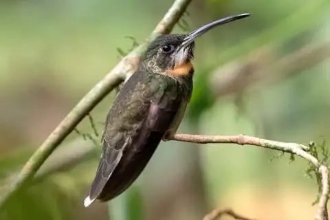 Pale-tailed Barbthroat