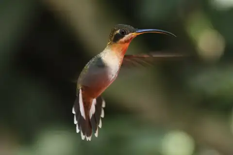 Band-tailed Barbthroat