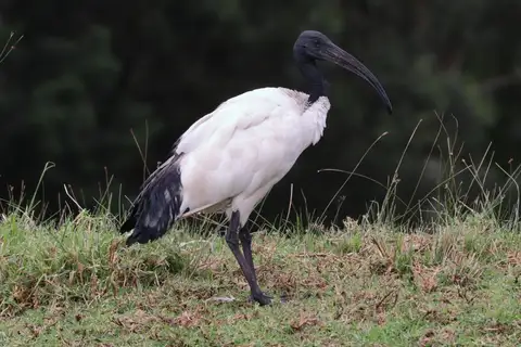 African Sacred Ibis