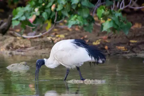 Malagasy Sacred Ibis
