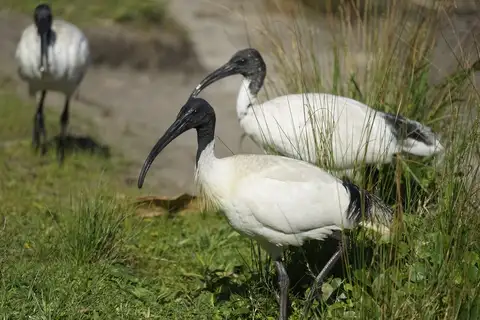 Australian White Ibis