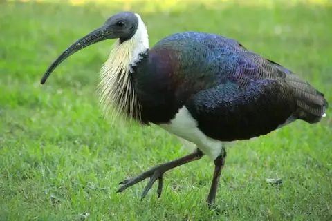 Straw-necked Ibis