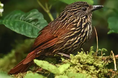 Flammulated Treehunter