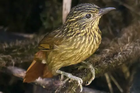 Striped Treehunter