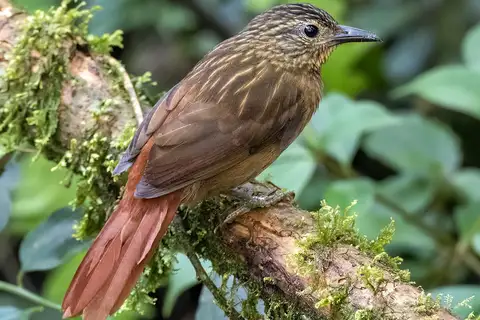 Black-billed Treehunter