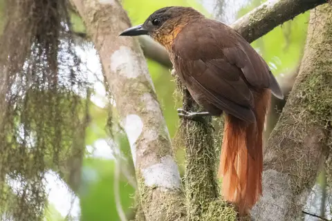 Streak-breasted Treehunter