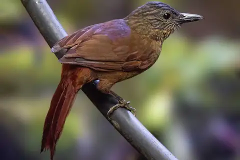 Streak-capped Treehunter