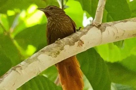 Delta Amacuro Softtail