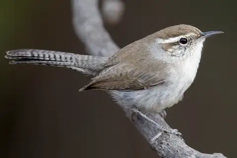 Bewick's Wren