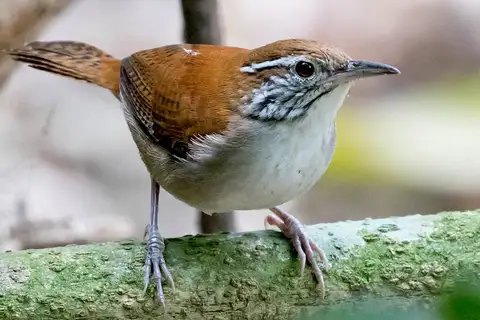 Rufous-and-white Wren