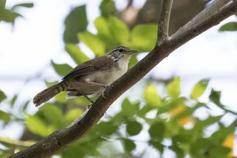 Antioquia Wren