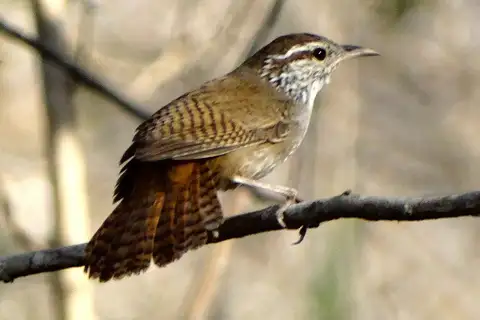 Sinaloa Wren