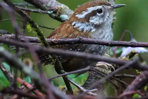 Timberline Wren