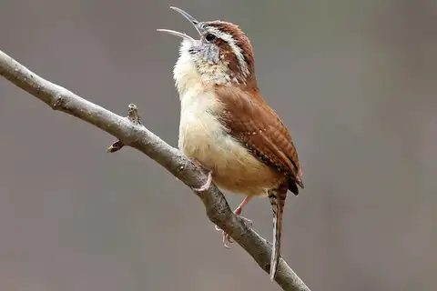 Carolina Wren