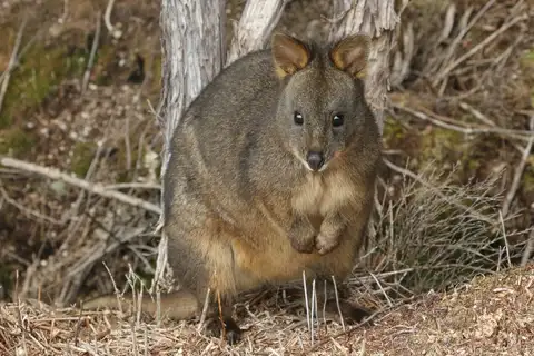 Rufous-bellied Pademelon