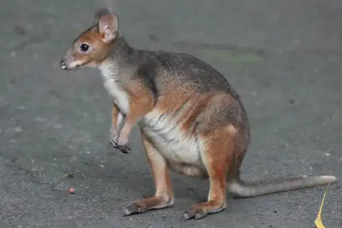 Red-legged Pademelon