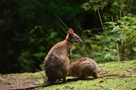 Red-necked Pademelon
