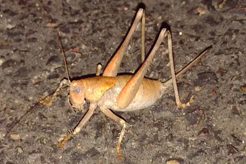Two-toothed Bush-cricket