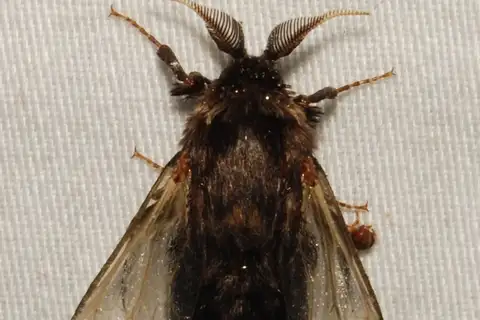 Evergreen Bagworm Moth