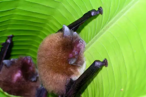 Spix's Disk-winged Bat