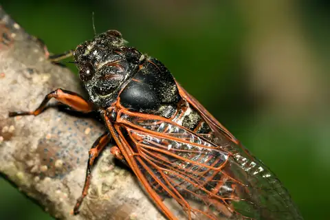 Red Cicada