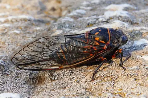 Tibicina quadrisignata