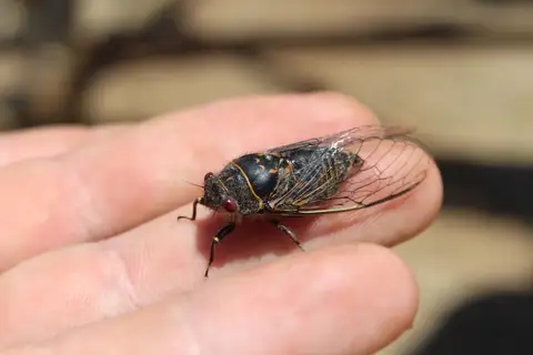 Tibicinoides catalina