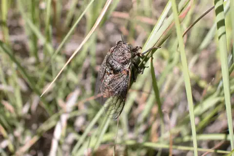 Tibicinoides hesperia