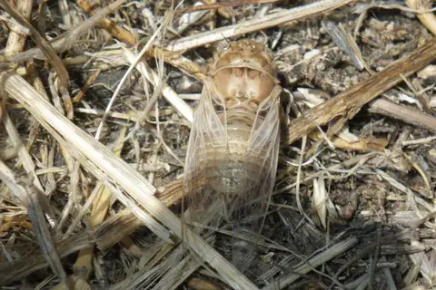 Tibicinoides pallidula