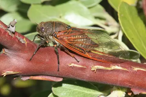 Tibicinoides rubrovenosa