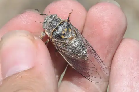 Tibicinoides striatipes