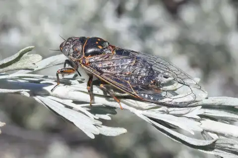 Sagebrush Cicada