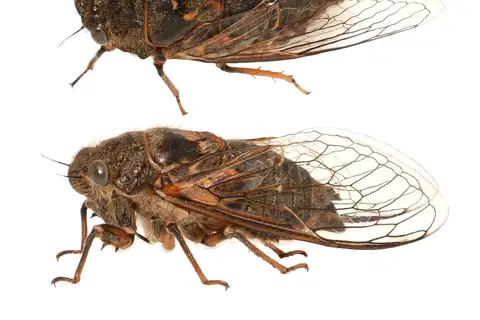 Van Duzee's Cicada